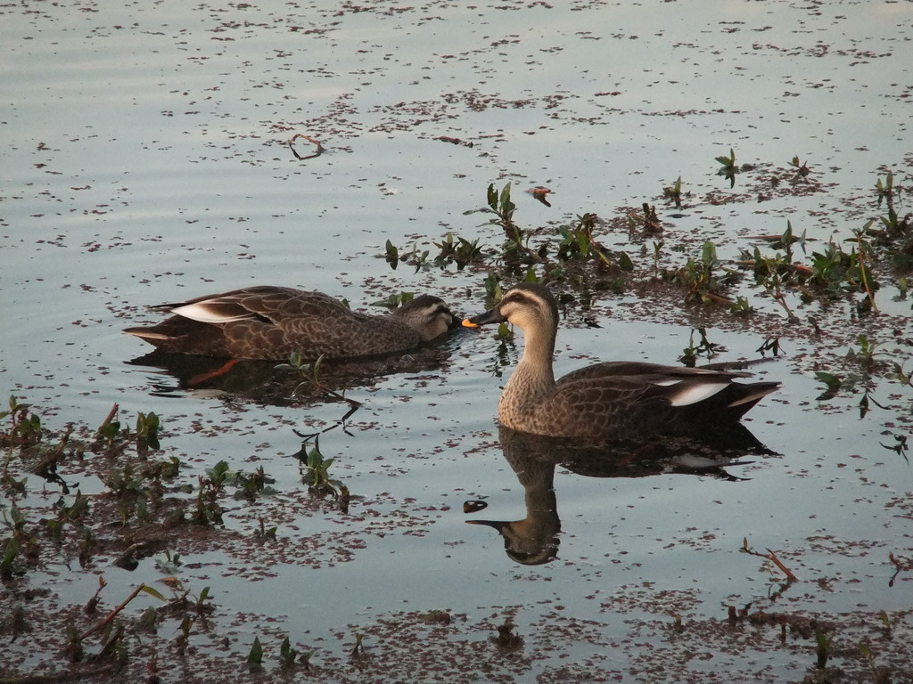 カモ　２羽　（淀川河川敷のワンド）