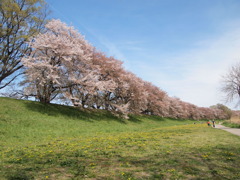 背割堤の桜とたんぽぽ