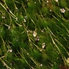 清流に咲き誇る梅花藻