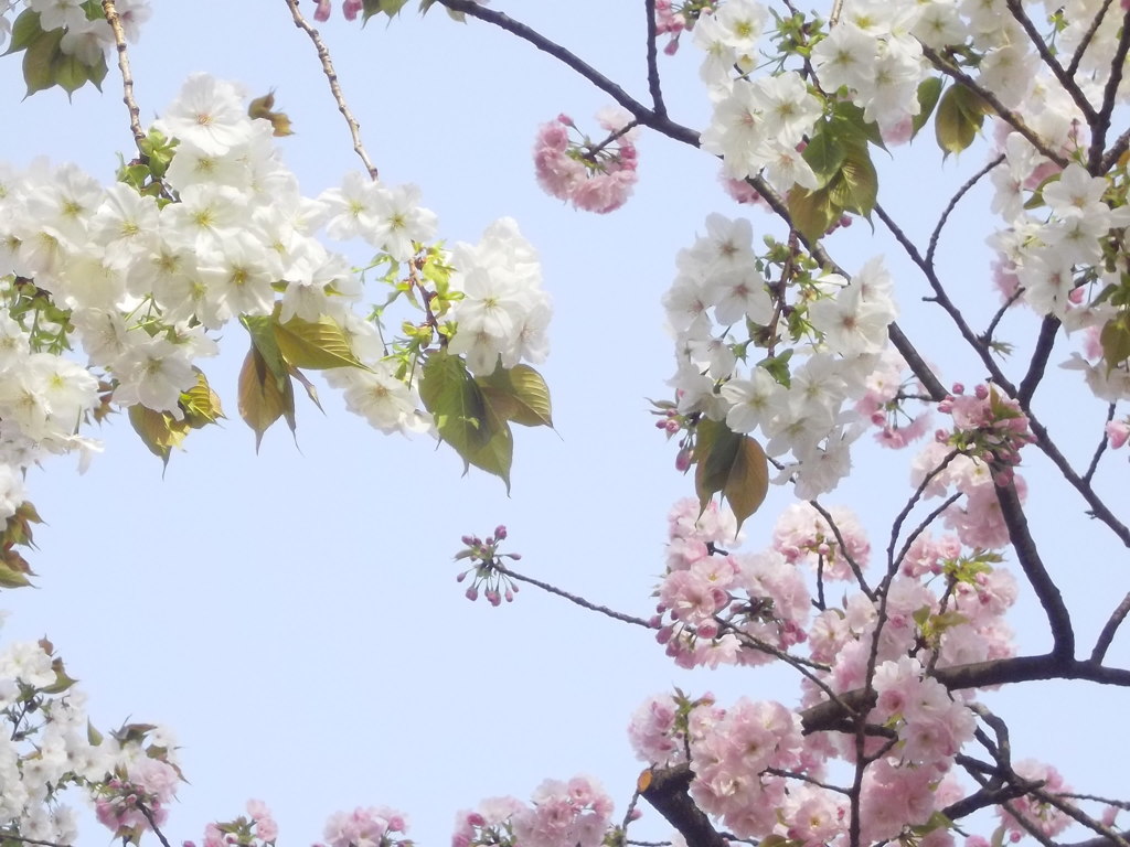 桜の万国博覧会