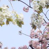 桜の万国博覧会