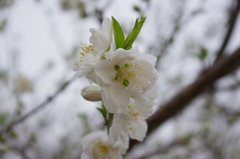 白い桃の花
