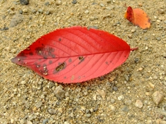 a fallen cherry leaf
