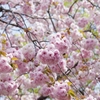 空一面　八重桜