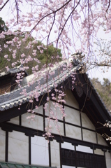 山崎聖天と桜