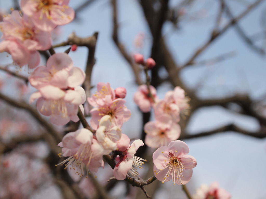 薄桃色の梅の花