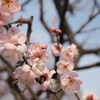 薄桃色の梅の花