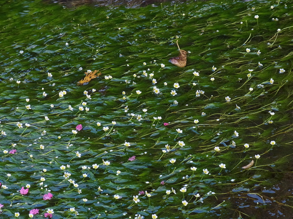 水の中の花畑