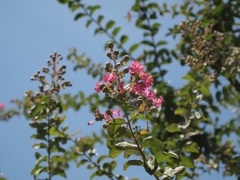 サルスベリの花