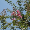 サルスベリの花