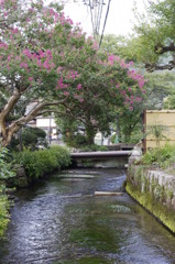 清流地蔵川と百日紅（さるすべり）