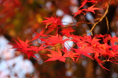 紅葉