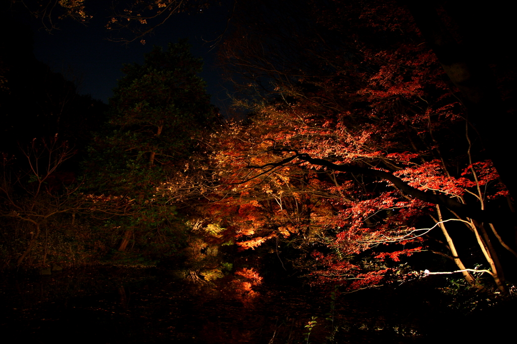 夜の紅葉