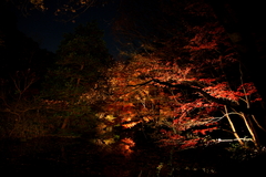 夜の紅葉