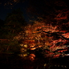 夜の紅葉