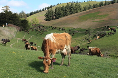 ＮＺ南島の牧牛