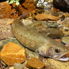 淡水魚