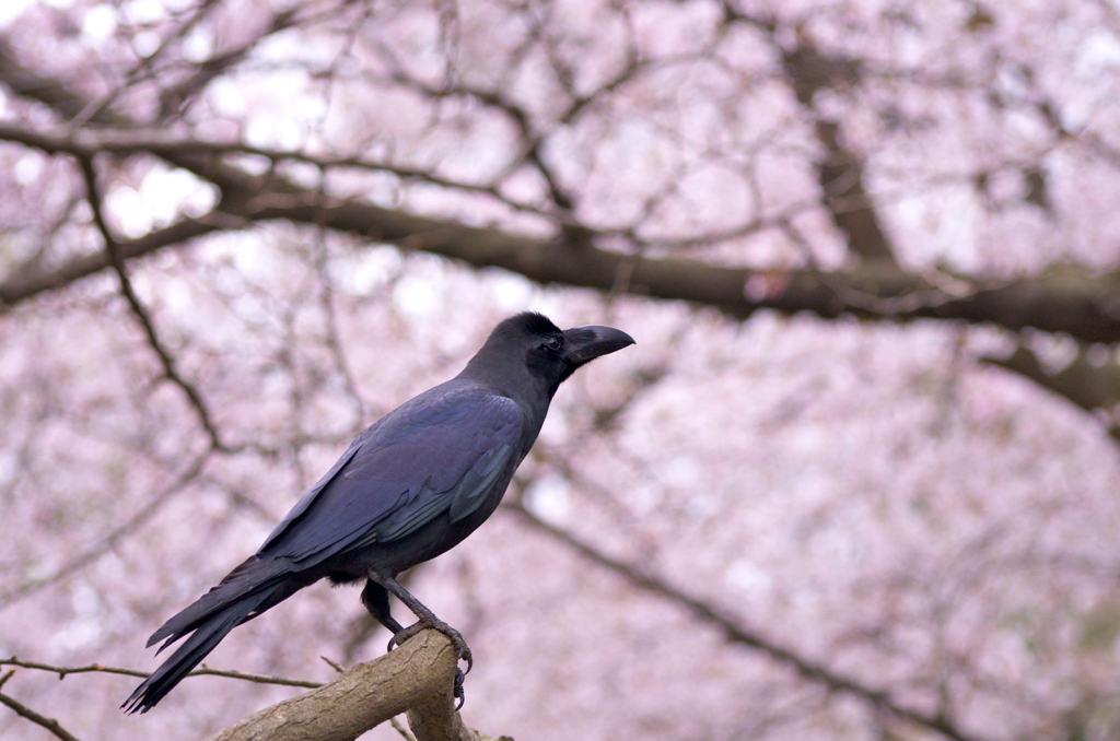 少しだけ、サクラってみました。