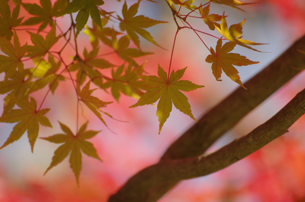 彩り #1 紅梅色