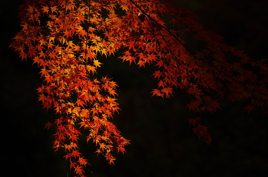 紅緋
