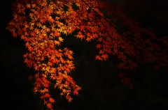 紅緋