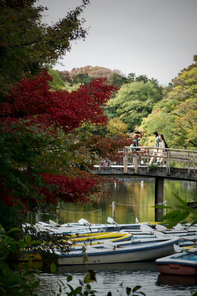 色づく　2025/11/14