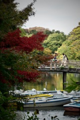 色づく　2025/11/14