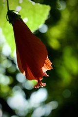 ウナズキヒメフヨウ　2026/02/21ト