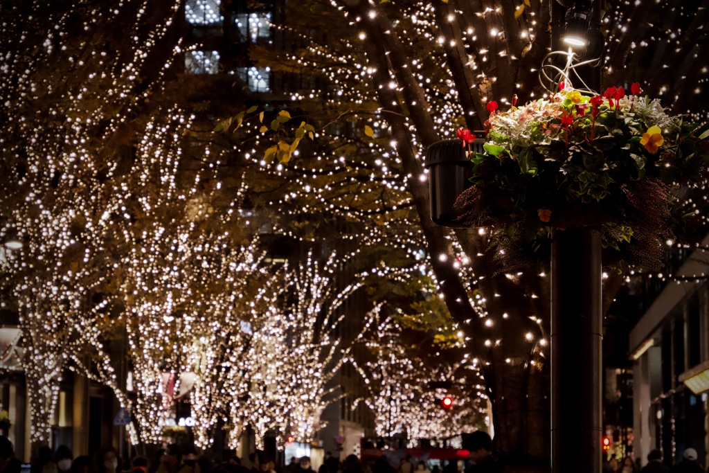 華やかな景色に鮮やかを添えて　2025/12/06