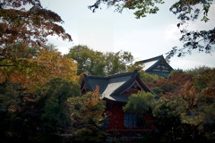 彩りの秋　2025/11/17