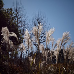 新宿御苑 ススキ　2026/01/14