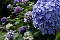 濃厚な円熟　2025/07/08