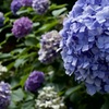 濃厚な円熟　2025/07/08