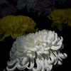 大菊（白）　2025/11/06