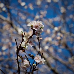 新宿御苑 冬桜　2026/01/16