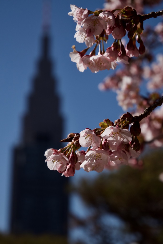 新宿御苑 薩摩寒桜　2026/02/03