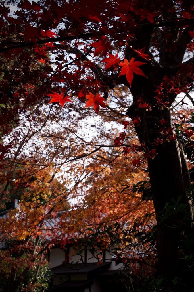 戦後を見続けて…　2025/12/16