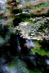 儚き痕跡　2025/05/15