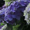 六月がやってきました！　2025/06/01
