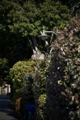 Aさんの庭　2026/01/22