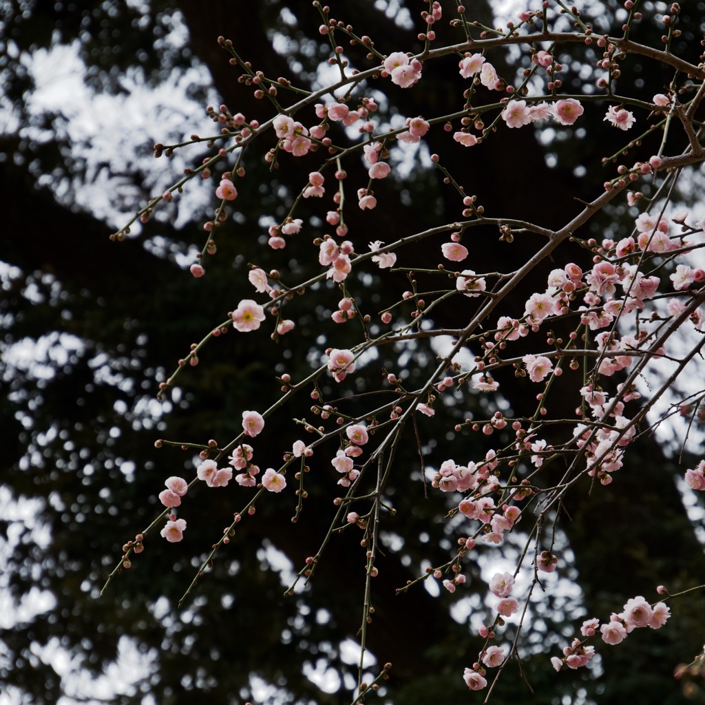 梅 藤牡丹枝垂　2026/01/31