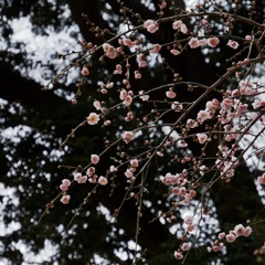 梅 藤牡丹枝垂　2026/01/31