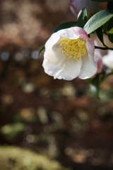 山茶花　2025/12/02