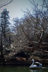 コブシとスワンボート　2026/03/02