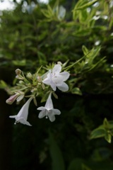 花は長持ちらしい