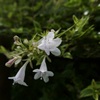 花は長持ちらしい