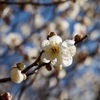 白梅　2026/01/24