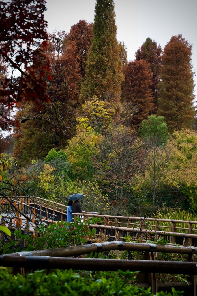 秋景色に浸る　2025/11/27