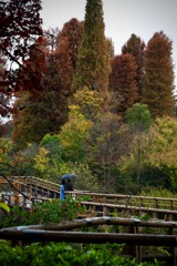 秋景色に浸る　2025/11/27