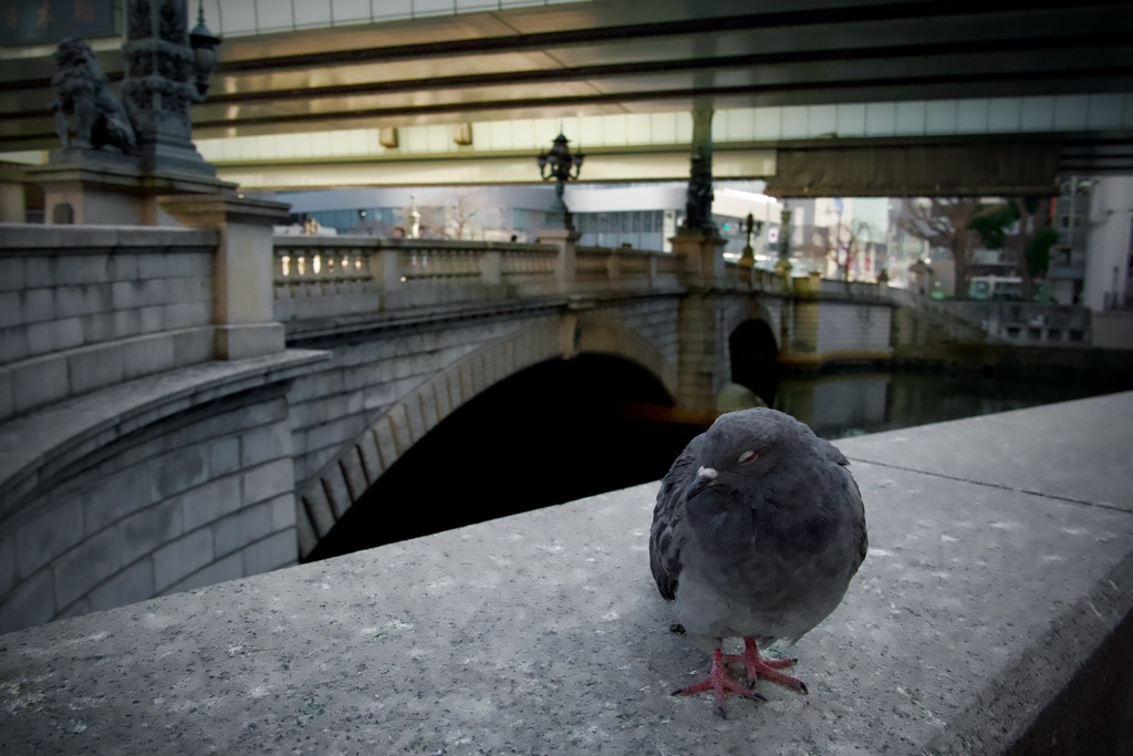 日本橋の鳩　2026/01/10